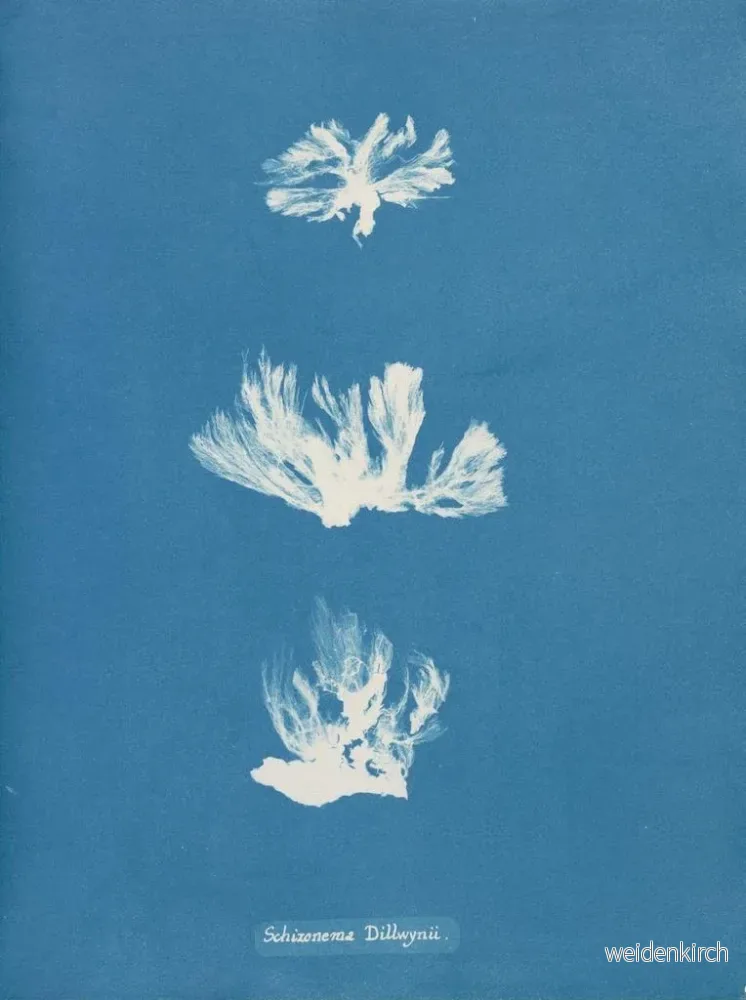 Målning Schizonema dillwynii - Anna Atkins - Bild 2