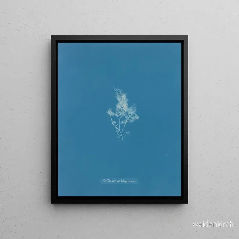 Målning av glaciärbrosk – Anna Atkins | Konsttryck